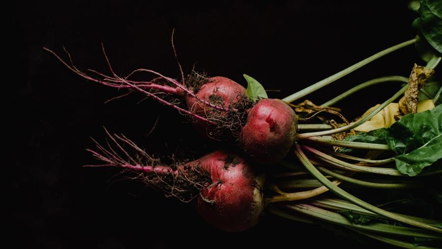 Betterave rouge: des couleurs éclattantes sur la table